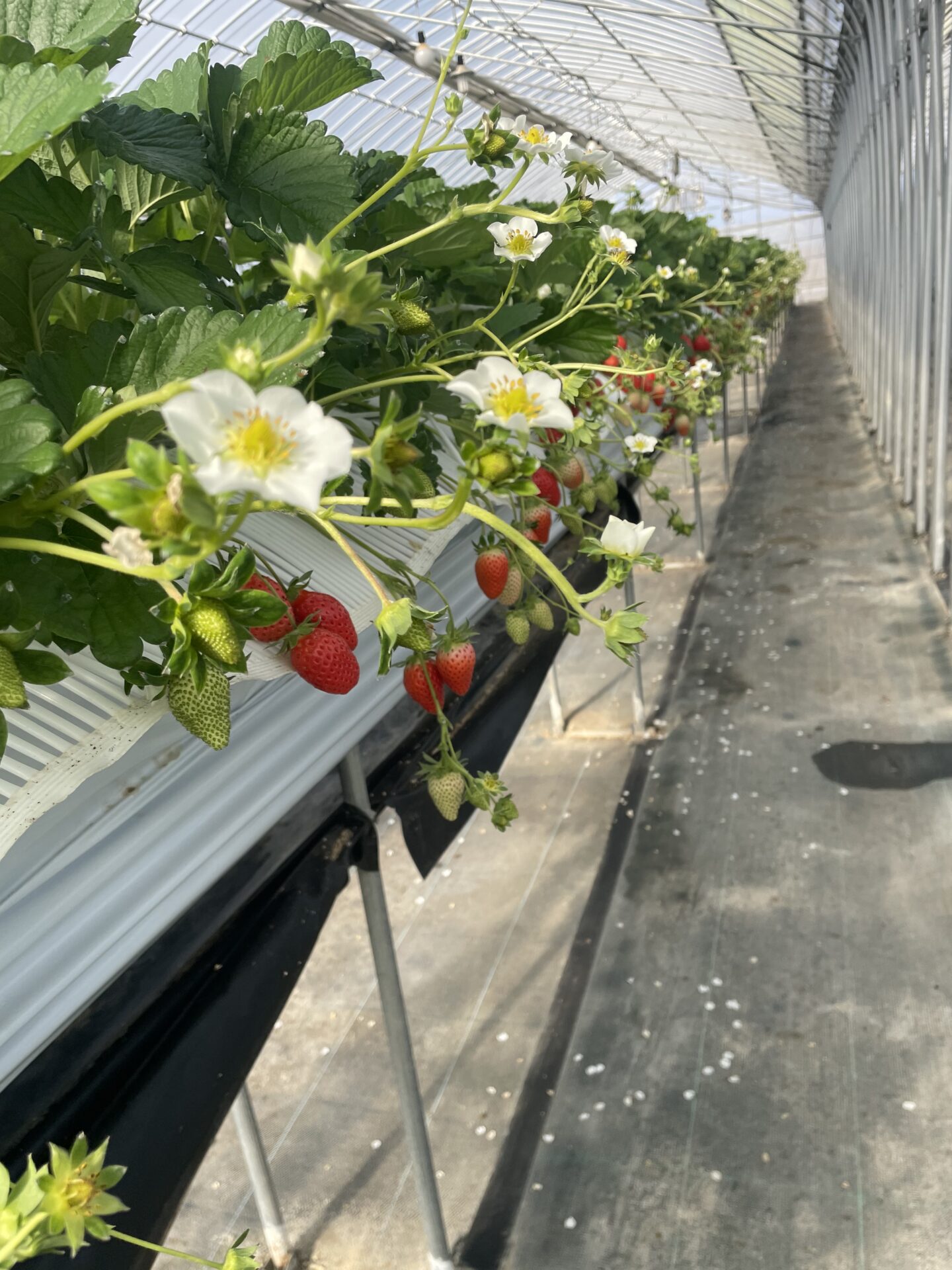 貝塚でいちご狩り🍓🐝